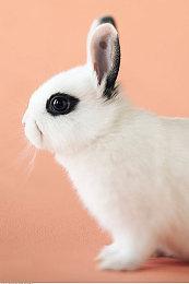 历史向建造生存模拟游戏《战国王朝》现已正式推出 获得好评